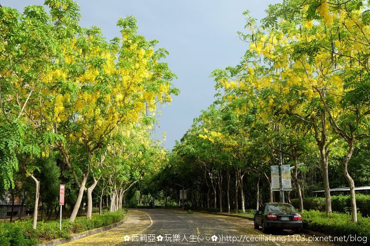 台中霧峰區｜亞洲大學 季節限定金黃色浪漫世界 就在那初夏阿勃