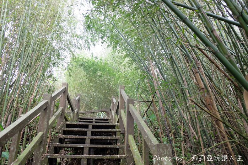 嘉義番路鄉｜二延平步道 嘉義阿里山雲海 夕照 高山茶園