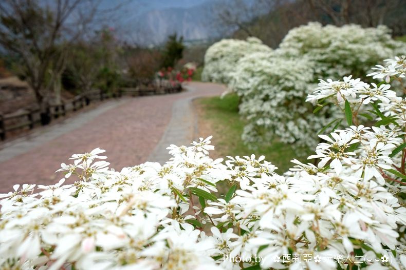 ,南投,柳家梅園,信義鄉,白雪木,