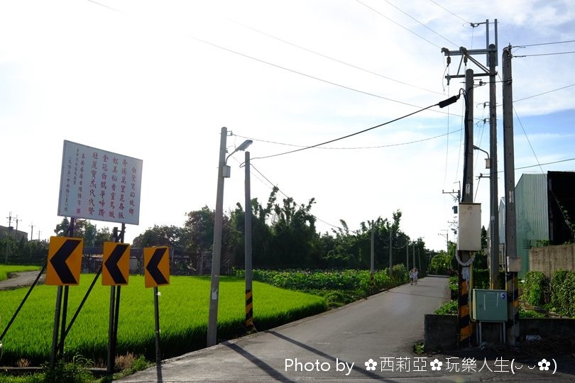 台中清水區｜清水中央路荷花田 夏荷初登場！享受一場清新又舒心