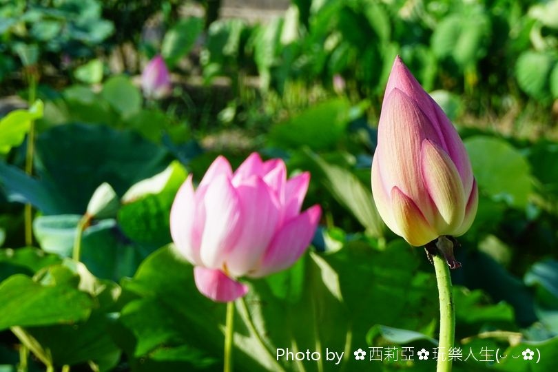 台中清水區｜清水中央路荷花田 夏荷初登場！享受一場清新又舒心