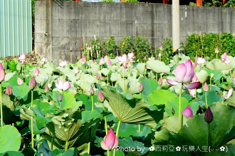 台中清水區｜清水中央路荷花田 夏荷初登場！享受一場清新又舒心