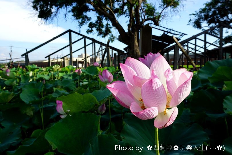 台中清水區｜清水中央路荷花田 夏荷初登場！享受一場清新又舒心