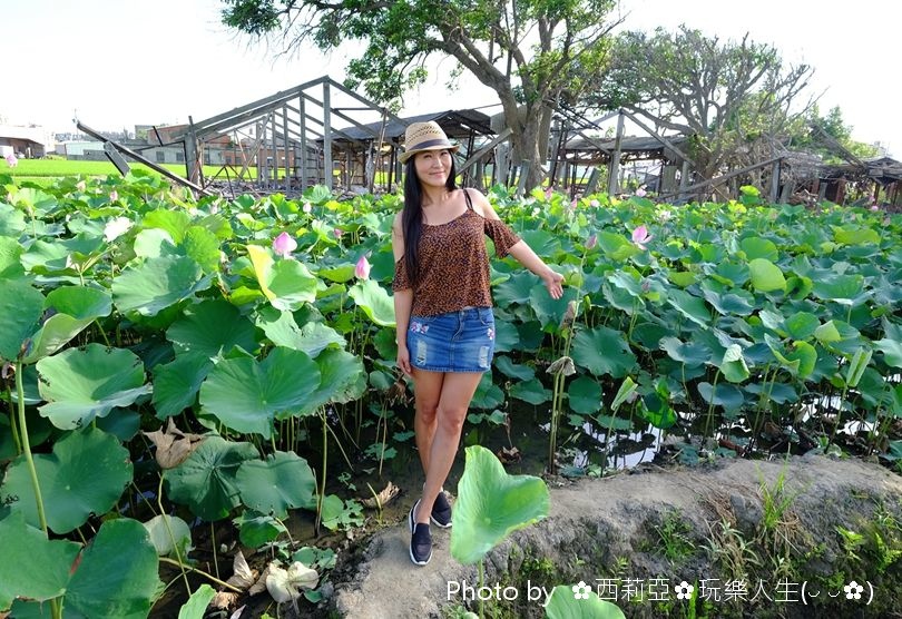 台中清水區｜清水中央路荷花田 夏荷初登場！享受一場清新又舒心