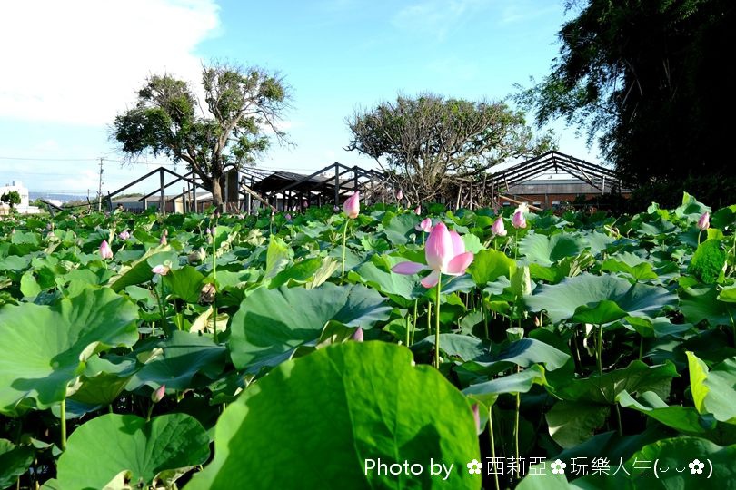 台中清水區｜清水中央路荷花田 夏荷初登場！享受一場清新又舒心