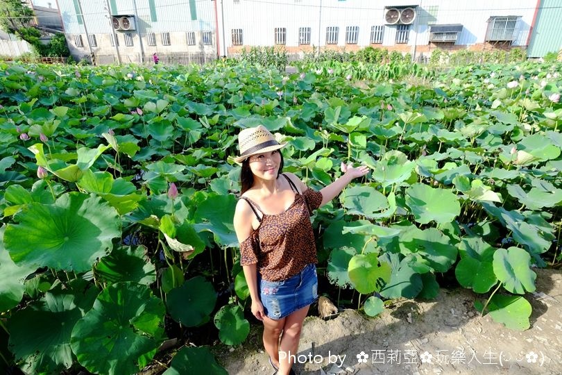 台中清水區｜清水中央路荷花田 夏荷初登場！享受一場清新又舒心