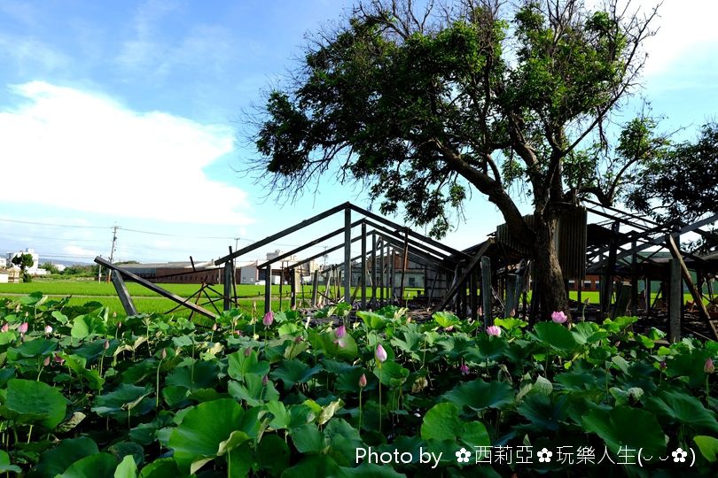 台中清水區｜清水中央路荷花田 夏荷初登場！享受一場清新又舒心