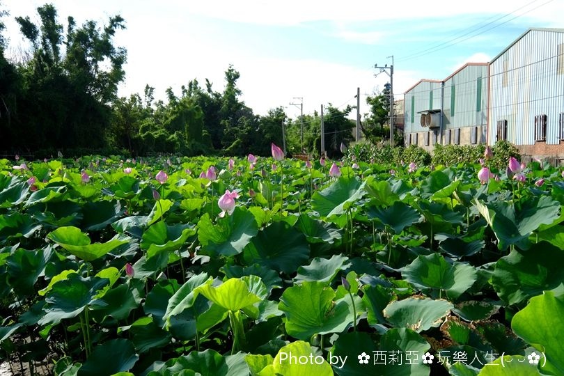 台中清水區｜清水中央路荷花田 夏荷初登場！享受一場清新又舒心