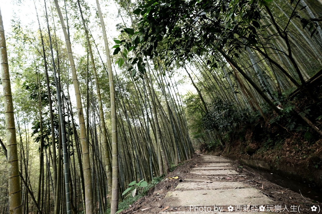 南投鹿谷鄉｜小半天長源圳古道(長源圳生態步道)  竹林般美景