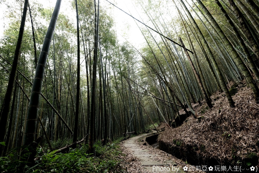 南投鹿谷鄉｜小半天長源圳古道(長源圳生態步道)  竹林般美景