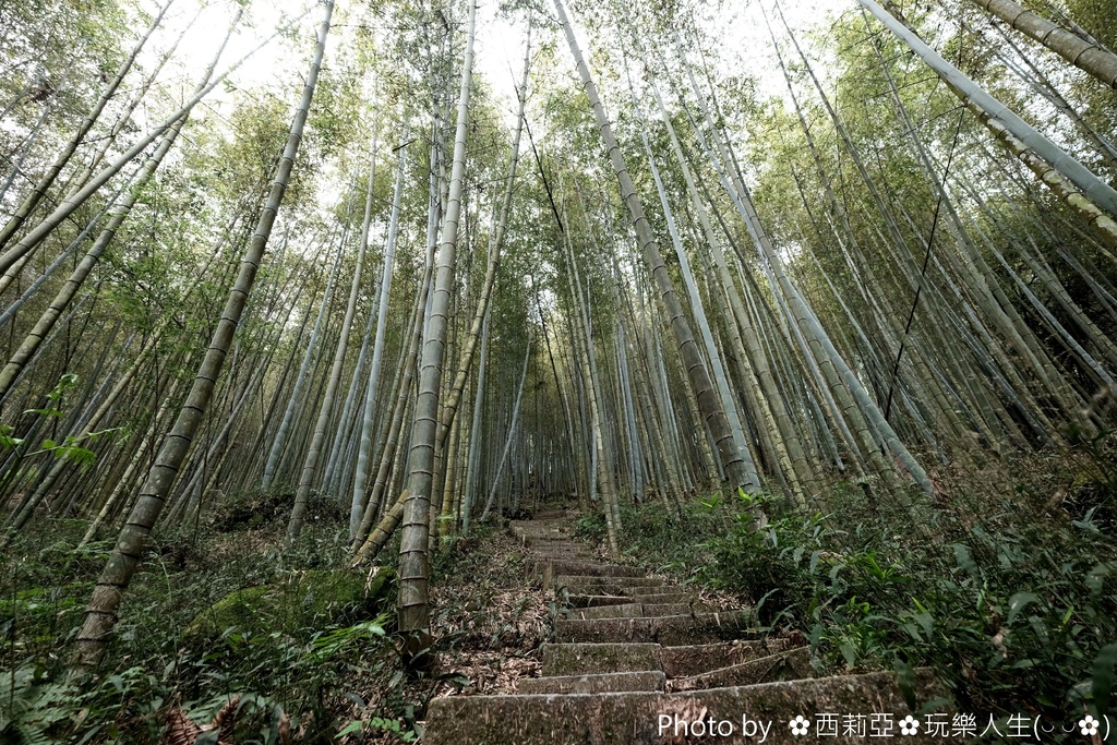 南投鹿谷鄉｜小半天長源圳古道(長源圳生態步道)  竹林般美景