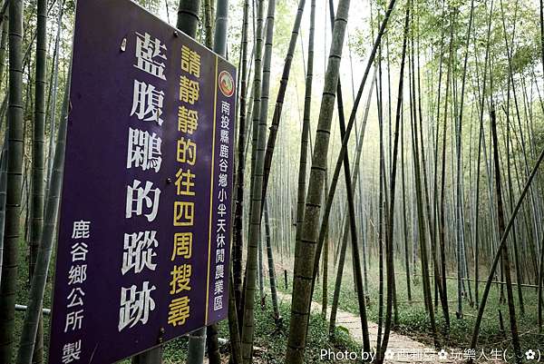 南投鹿谷鄉｜小半天長源圳古道(長源圳生態步道) 竹林般美景茂密竹林享受芬多精，絕對值得旅人探尋！－西莉亞玩樂人生｜痞客邦