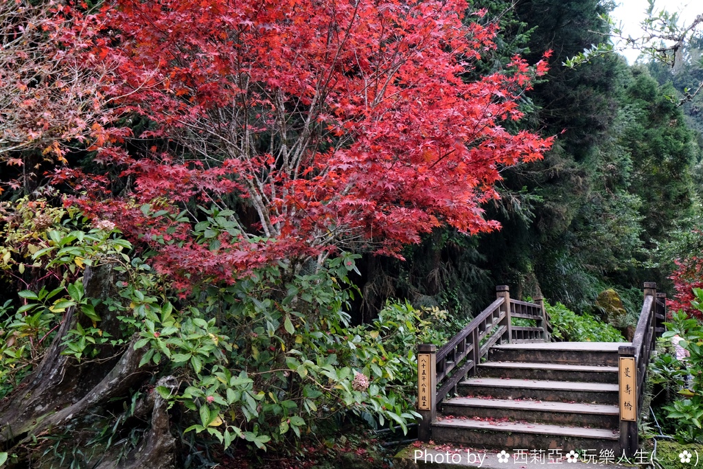 南投竹山鎮｜中部賞楓新亮點 杉林溪生態森林渡假園區 花卉中心