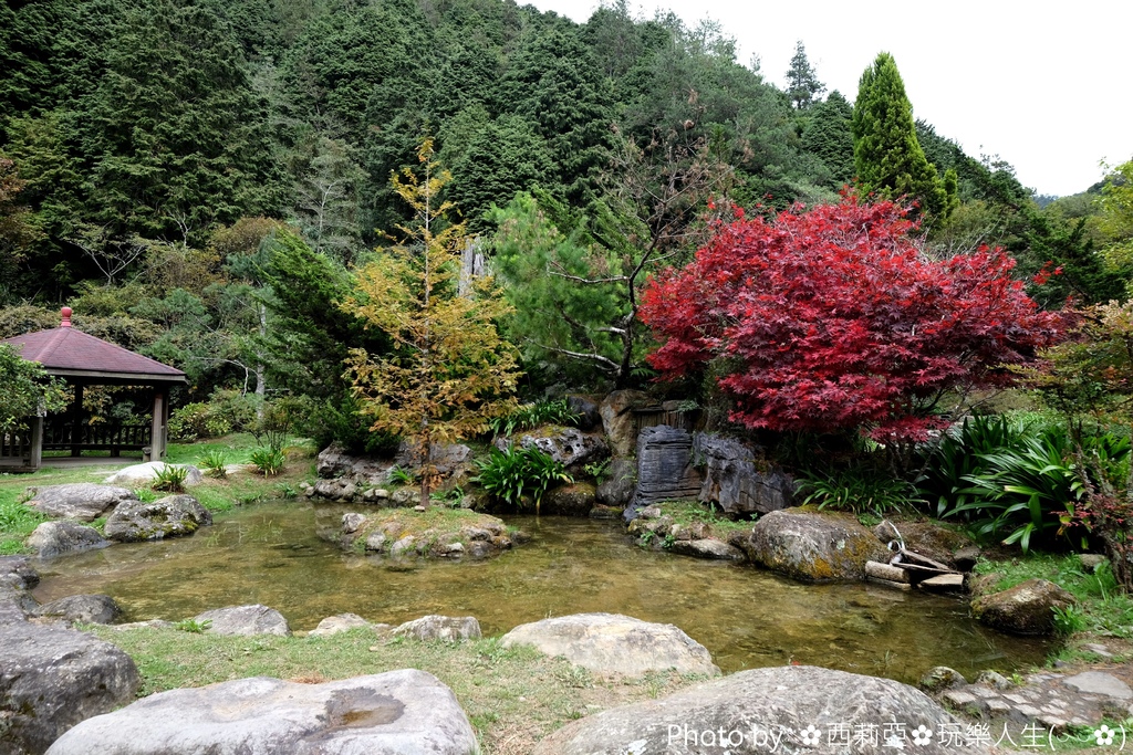 南投竹山鎮｜中部賞楓新亮點 杉林溪生態森林渡假園區 花卉中心