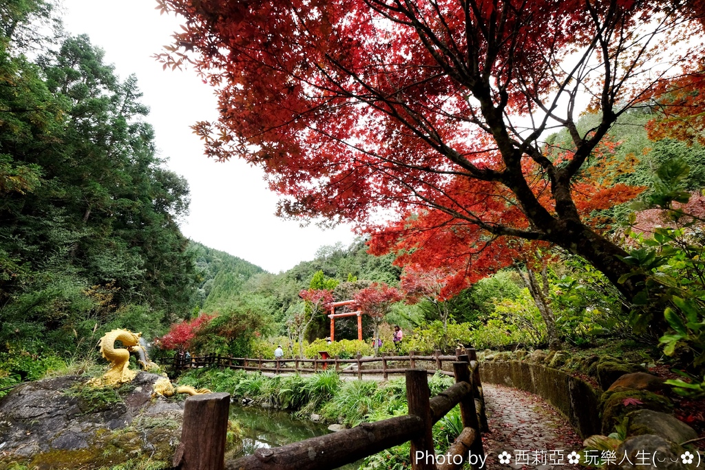 南投竹山鎮｜中部賞楓新亮點 杉林溪生態森林渡假園區 花卉中心