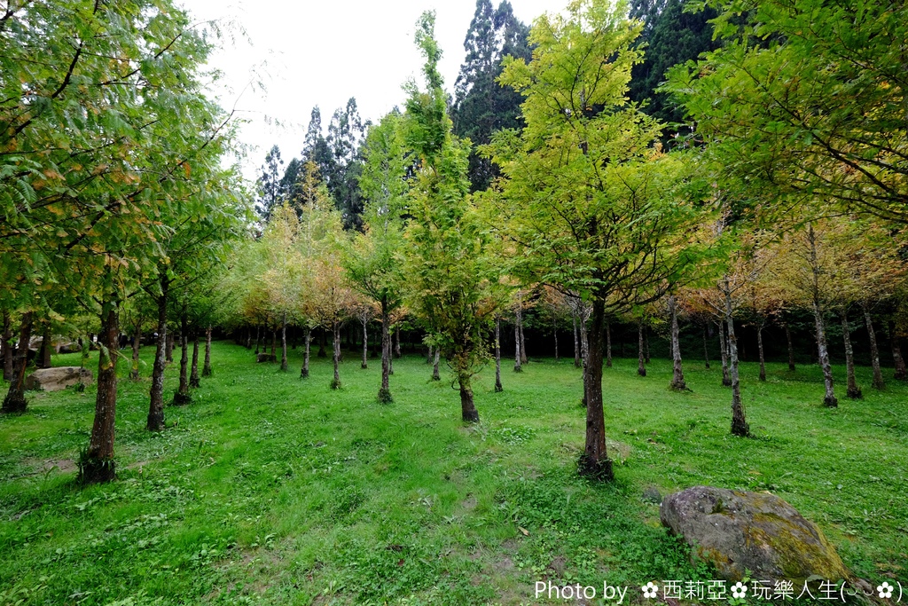 南投竹山鎮｜必推！攝影新亮點 杉林溪生態森林渡假園區 黃金水