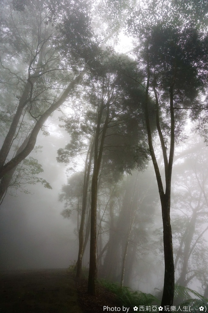 南投竹山鎮｜杉林溪生態森林渡假園區 絕美飛瀑鐘乳石洞奇景 杉