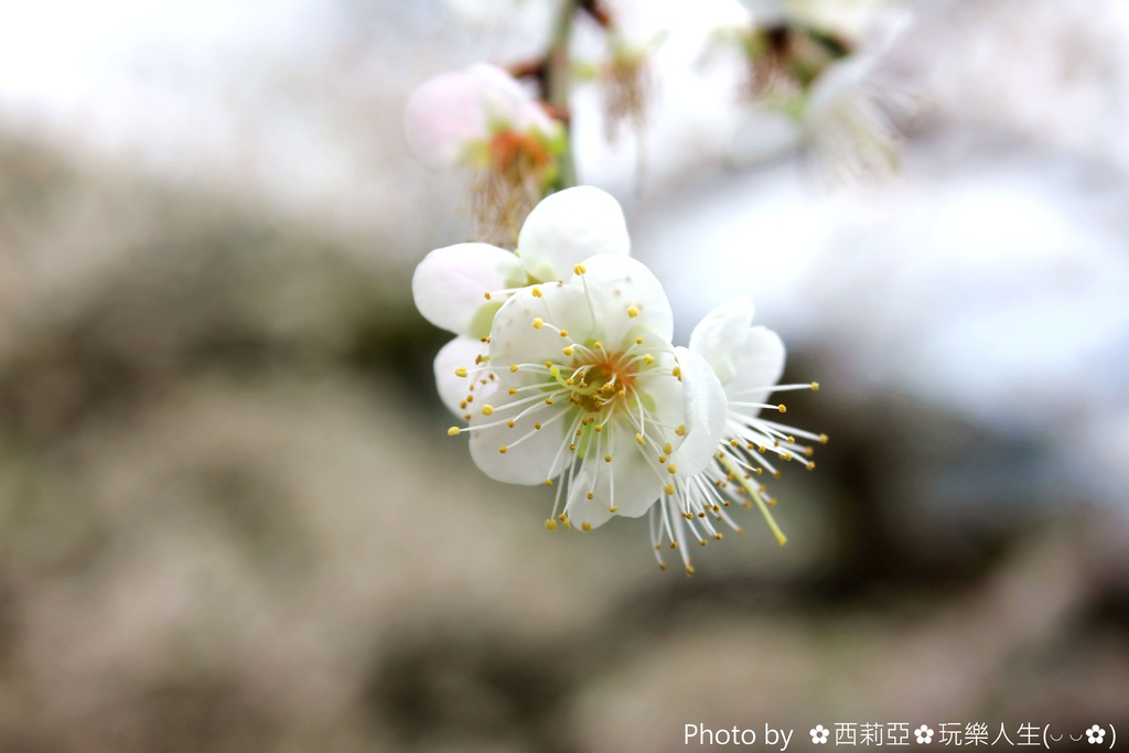 IMG_3571_结果.JPG IMG_3571_结果.JPG