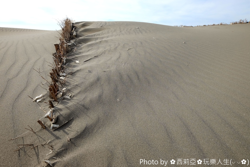 桃園 觀音區 哇嗚 猶如台版鳥取砂丘般壯觀畫面 海岸線上綿延數公里的沙漠景觀 草漯沙丘 特殊自然地景 值得旅人探尋 輕旅行 桃園 觀音區 哇嗚 猶如台版鳥取砂丘般壯觀畫面 海岸線上綿延數公里的沙漠景觀 草漯沙丘 特殊自然地景 值得旅人探尋 輕旅行
