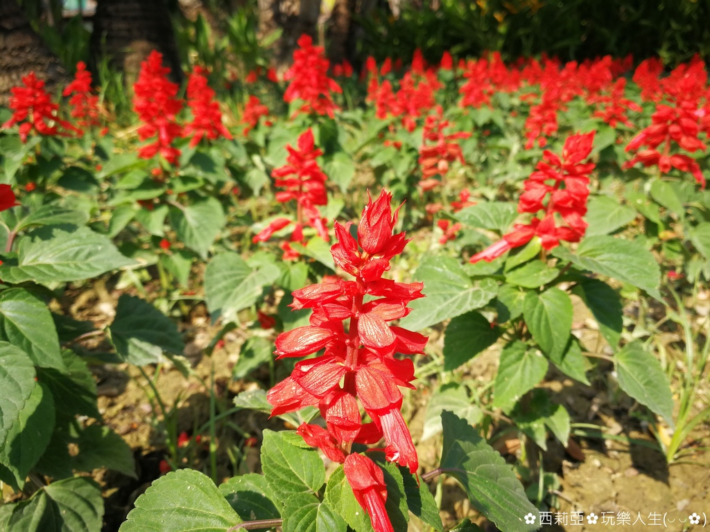 高雄鼓山區｜高雄捷運《凹子底站》玩什麼？親愛的~我把森林變小