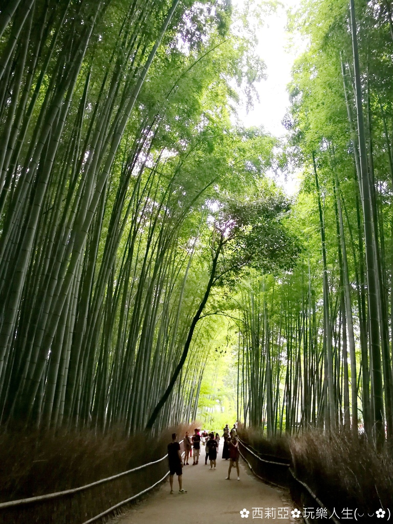 日本關西 京都市 台日夯點大pk 台版嵐山竹林隧道 Vs 日本正宗嵐山竹林隧道 史上大對決 究竟 這兩處景點有何值得探尋之處 就讓我們繼續看下去 輕旅行 日本關西 京都市 台日夯點大pk 台版嵐山竹林隧道 Vs 日本正宗嵐山竹林隧道 史上大對決 究竟 這兩處景點有何值得探尋之處 就讓我們繼續看下去 輕旅行