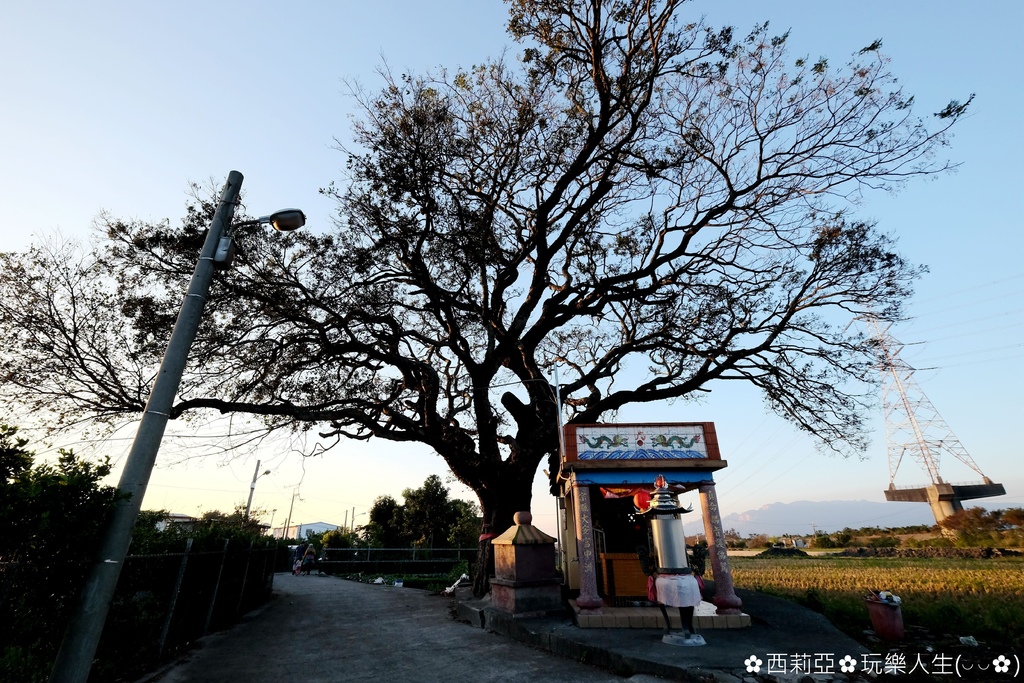 台中后里區｜泰安落羽松秘境 又到了深秋時節 深藏回憶中濃濃秋