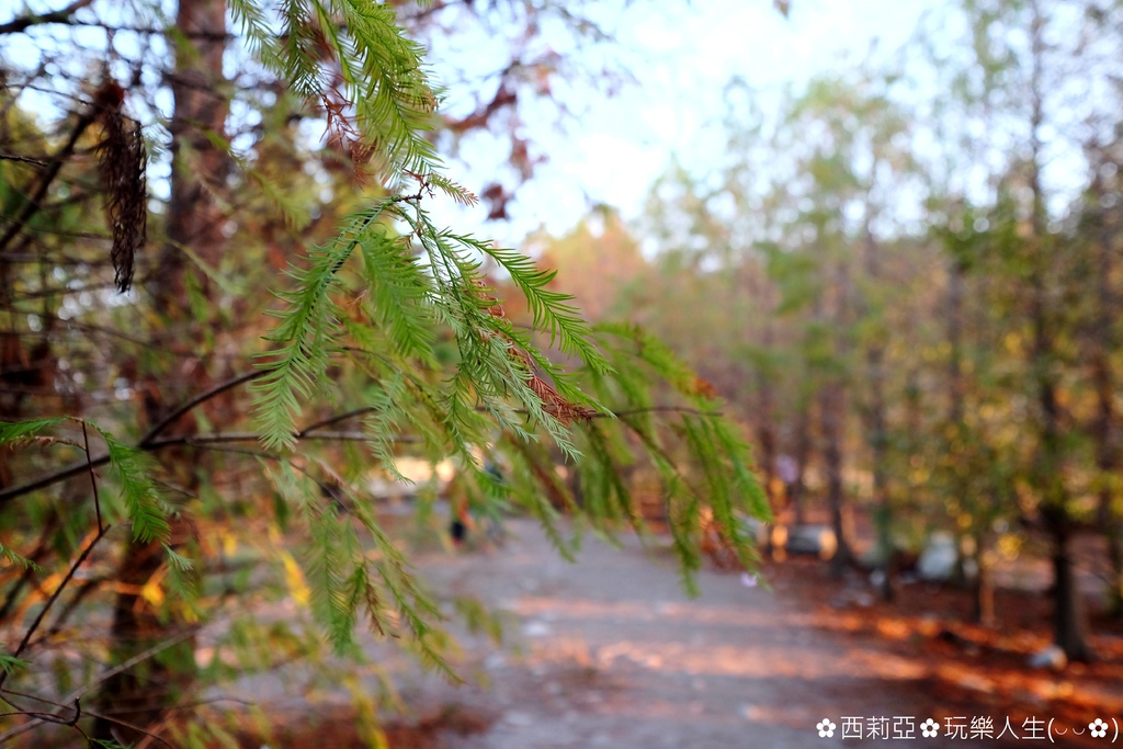 台中后里區｜泰安落羽松秘境 又到了深秋時節 深藏回憶中濃濃秋