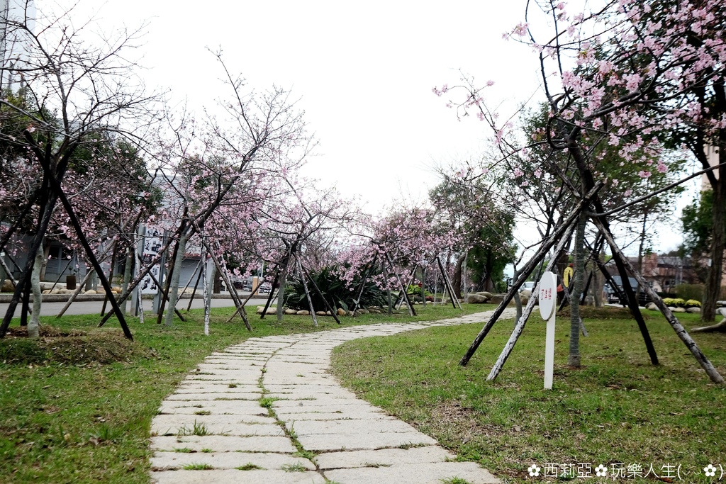 台中后里區｜崴立機電80米曲徑河津櫻步道 專屬於粉嫩櫻花綻放