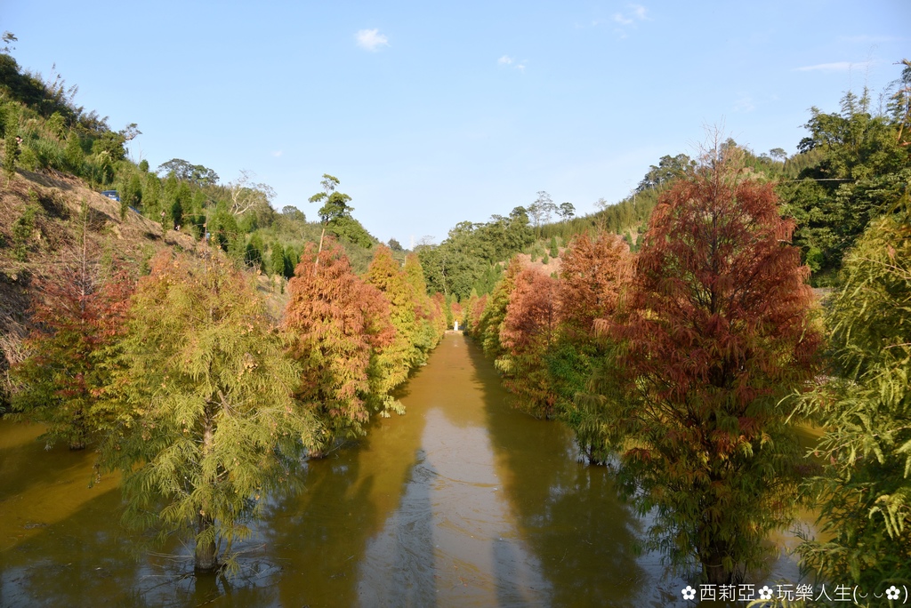 【苗栗。三灣鄉】秘境已非秘境，但那『三灣落羽松』漸層色水上落