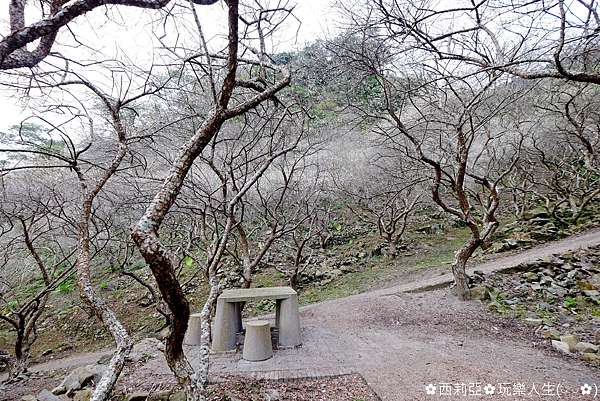 南投 仁愛鄉 賞梅秘境 互助國小 羅家梅園 靜靜地踏入梅花隧道彷彿進入一場夢幻饗宴 花況107 12 31 西莉亞玩樂人生 痞客邦