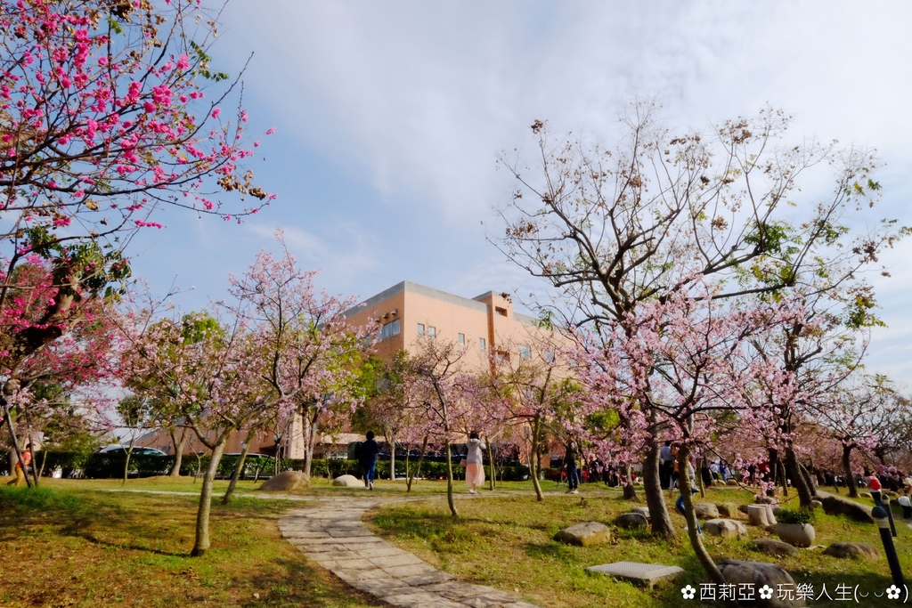 台中后里區｜中科崴立櫻花公園 粉嫩櫻花盛開時節 80米曲徑河