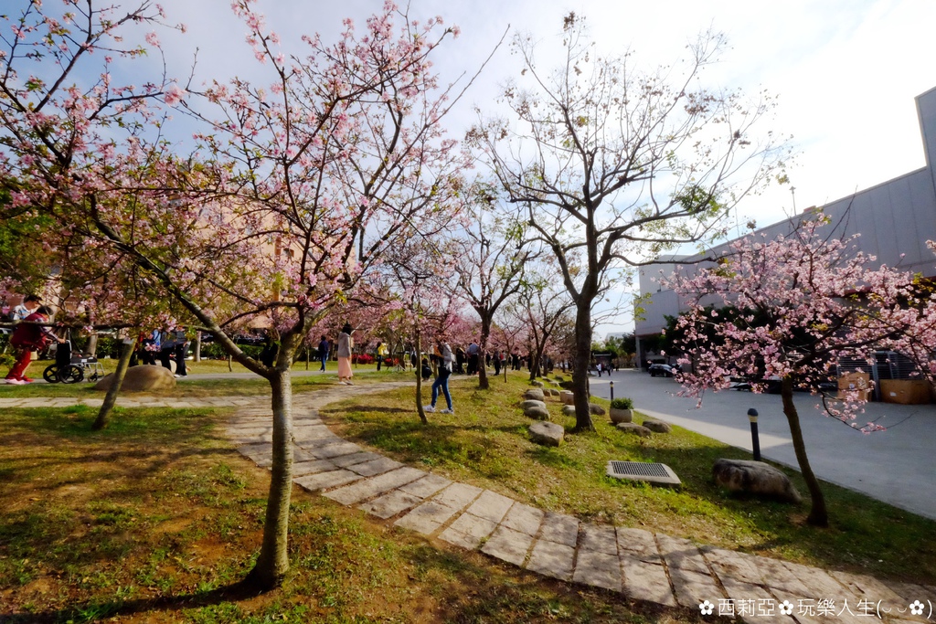 台中后里區｜中科崴立櫻花公園 粉嫩櫻花盛開時節 80米曲徑河