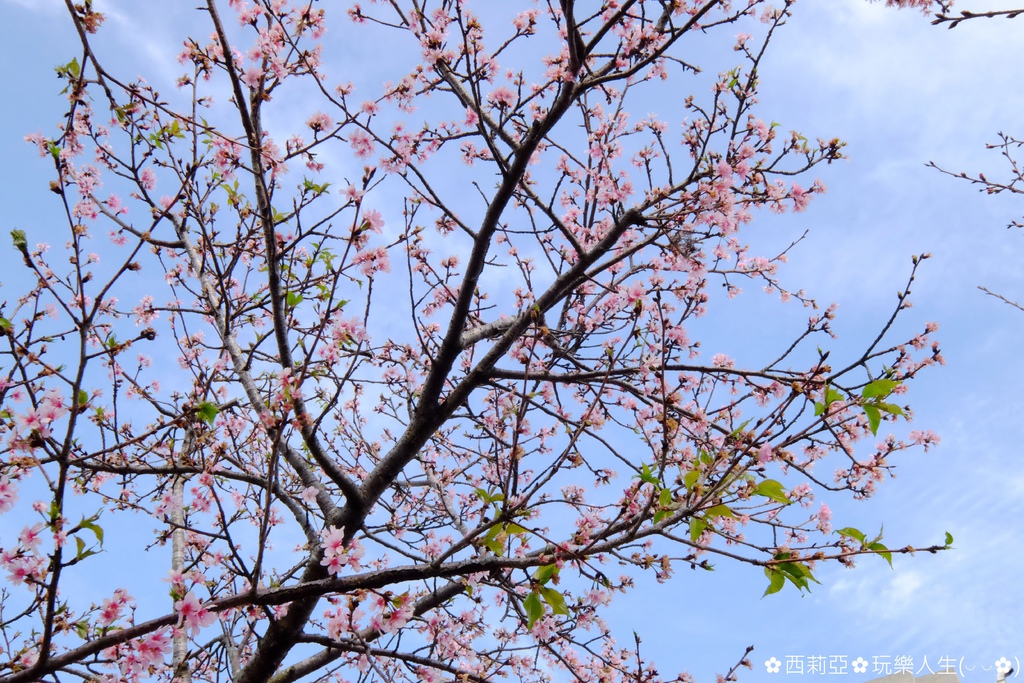 台中后里區｜中科崴立櫻花公園 粉嫩櫻花盛開時節 80米曲徑河