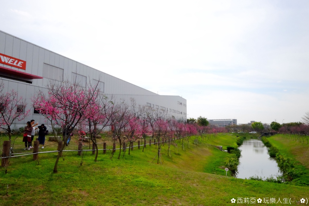 台中后里區｜中科崴立櫻花公園 粉嫩櫻花盛開時節 80米曲徑河