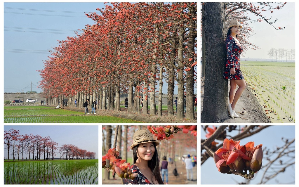 彰化 竹塘鄉 紅綠相間異國氛圍 竹塘木棉花道 矗立稻田如此夢幻 花況108 2 28 欣傳媒