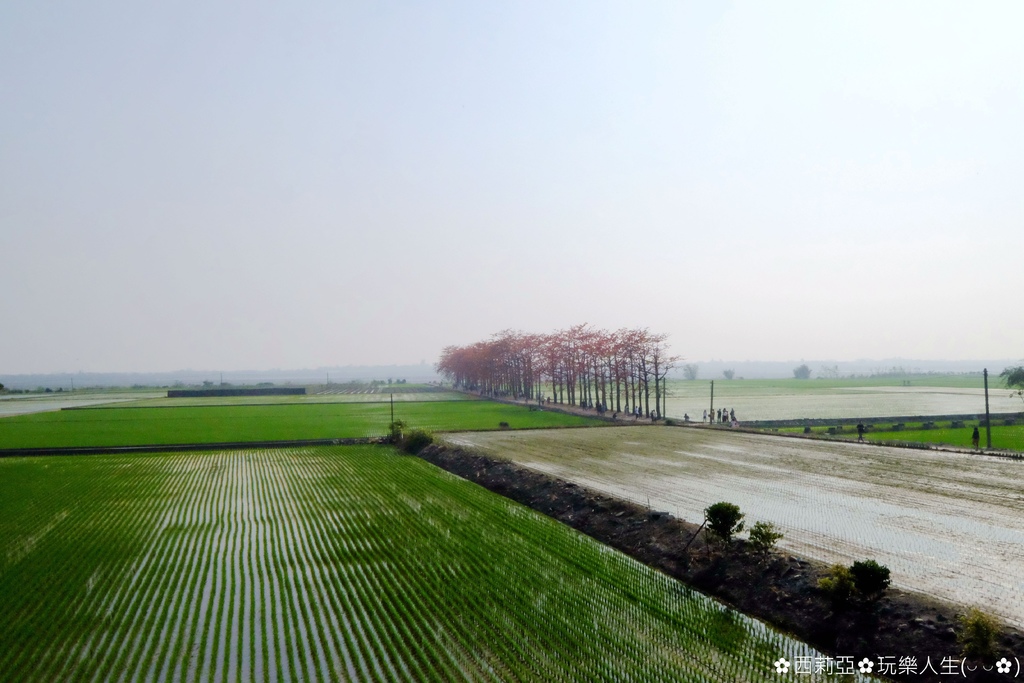 彰化 竹塘鄉 紅綠相間異國氛圍 竹塘木棉花道 矗立稻田如此夢幻 花況108 2 28 欣傳媒
