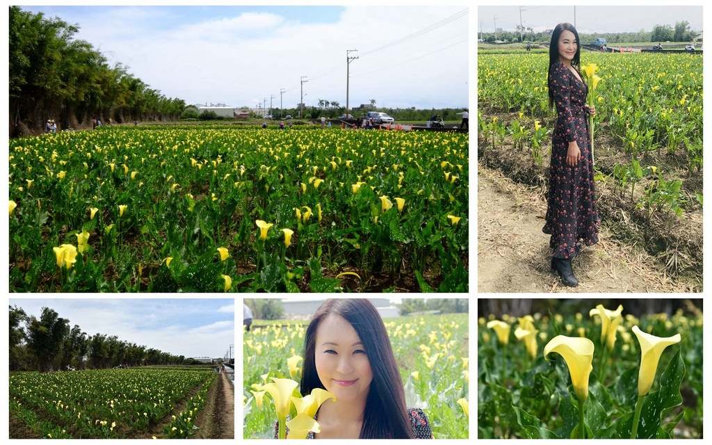 【台中。外埔區】中部賞花好去處『外埔黃色海芋』新鮮花材/網美IG照(花況108/3/30)