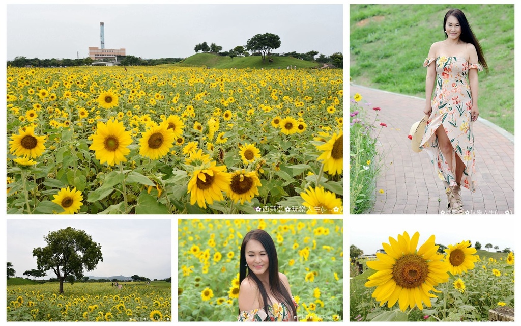 台中后里區｜后里環保公園 金黃向日葵花海綻放 滿滿金黃色幸福