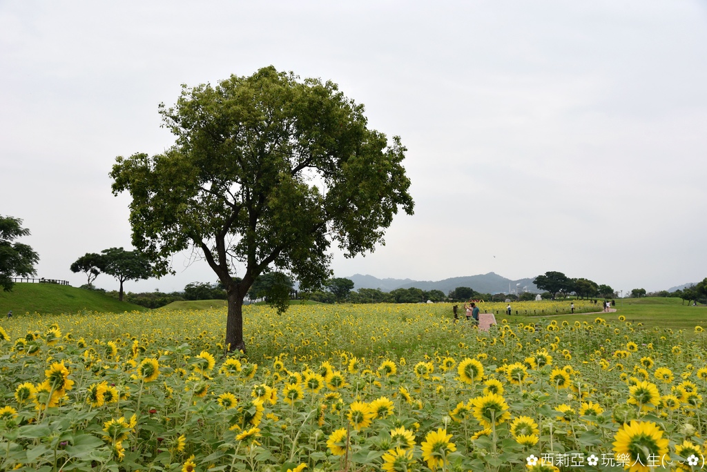 台中后里區｜后里環保公園 金黃向日葵花海綻放 滿滿金黃色幸福