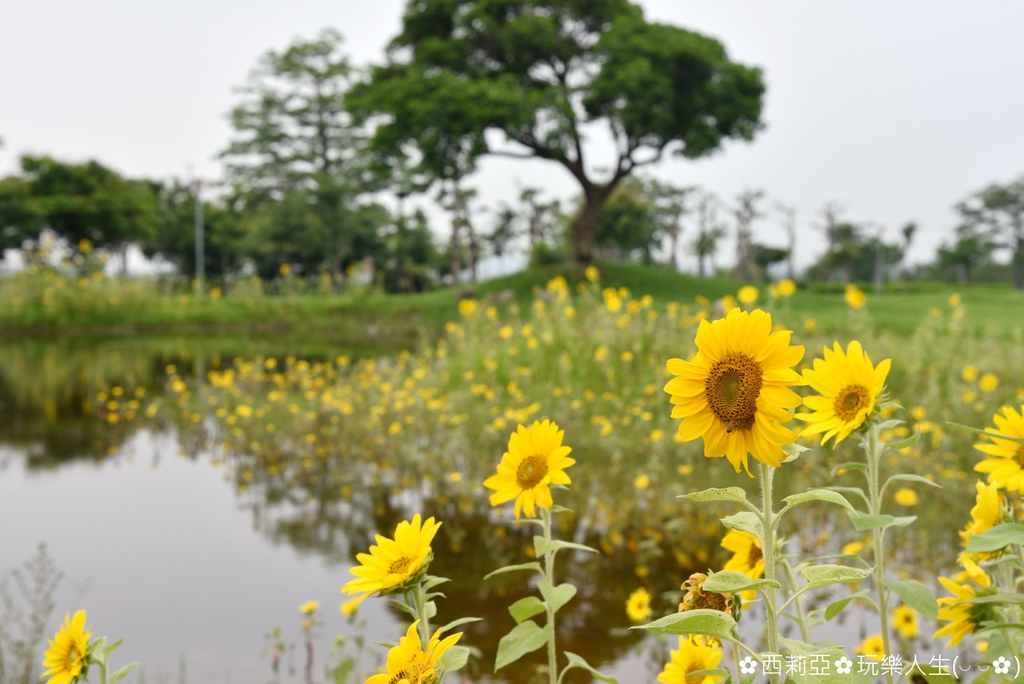 台中后里區｜后里環保公園 金黃向日葵花海綻放 滿滿金黃色幸福