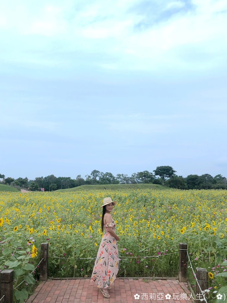 台中后里區｜后里環保公園 金黃向日葵花海綻放 滿滿金黃色幸福