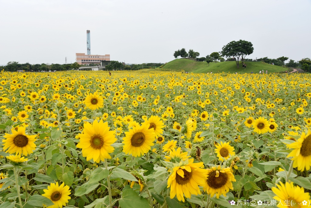 台中后里區｜后里環保公園 金黃向日葵花海綻放 滿滿金黃色幸福