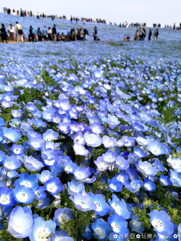 東京自由行五天四夜行程 / 山梨縣 / 群馬縣 / 茨城縣 