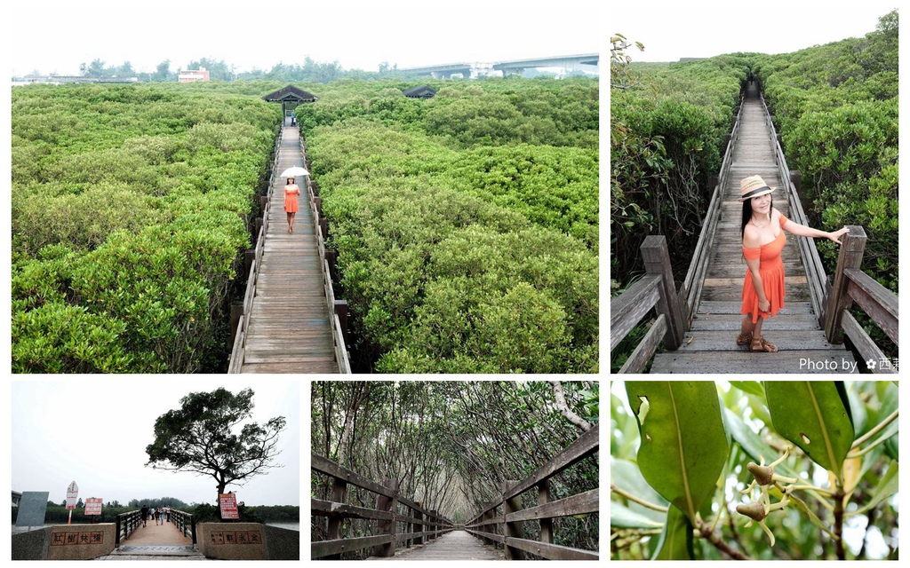 【新竹。新豐鄉】紅毛港紅樹林生態遊憩區/北台灣唯一水筆仔與海茄苳混生/紅樹林自然生態區