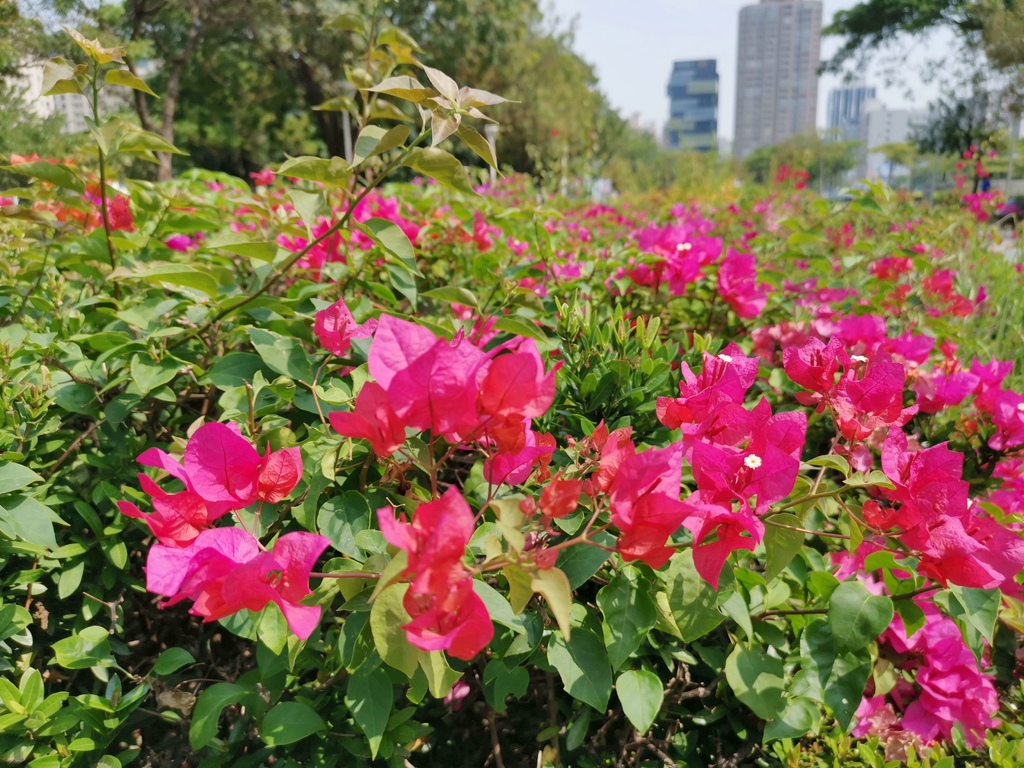 【高雄。鼓山區】高雄捷運凹子底站 / 凹子底森林公園 / 高