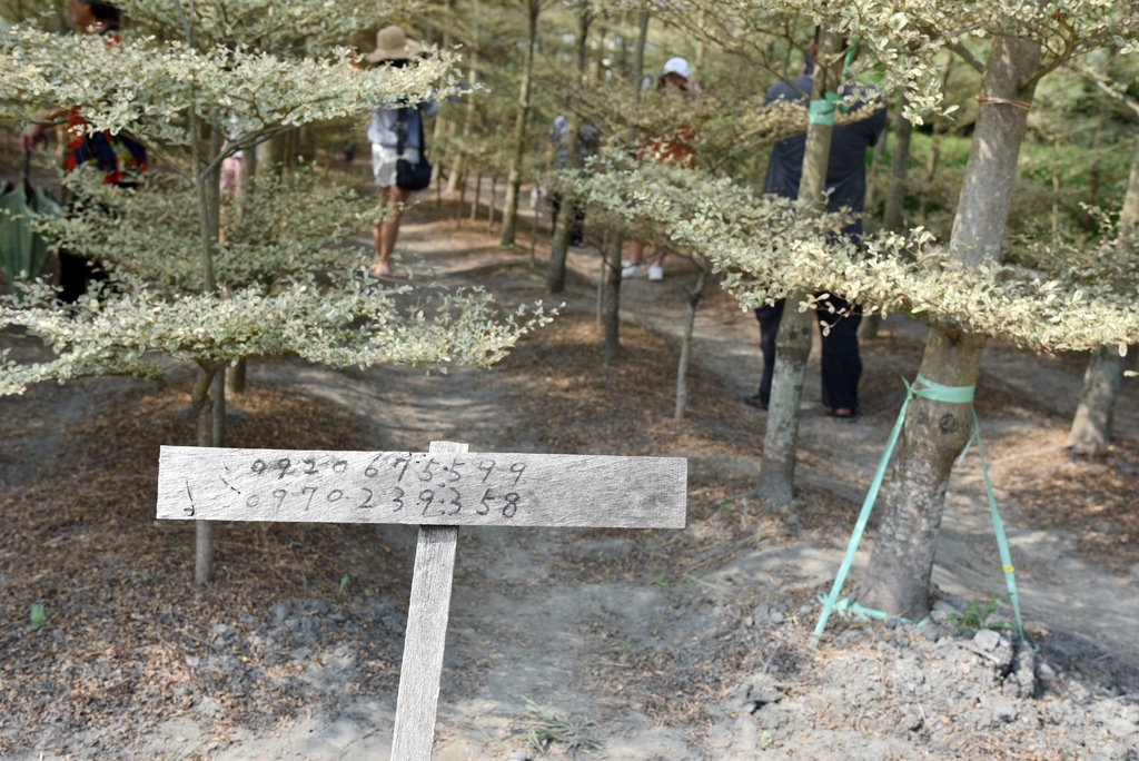 彰化 田尾鄉 田尾小葉欖仁森林 小葉欖仁苗木 冬季戀歌浪漫場景 彰化ig爆紅新景點 田尾花園公路新秘境 收費景點 西莉亞玩樂人生