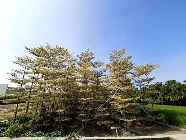 彰化 田尾鄉 田尾小葉欖仁森林 小葉欖仁苗木 冬季戀歌浪漫場景 彰化ig爆紅新景點 田尾花園公路新秘境 收費景點 西莉亞玩樂人生