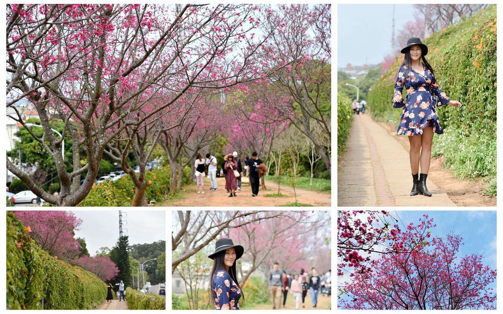 【苗栗。銅鑼鄉】銅鑼環保公園/銅鑼炮仗花步道/銅鑼櫻花隧道/季節限定雙層炮仗花海瀑布