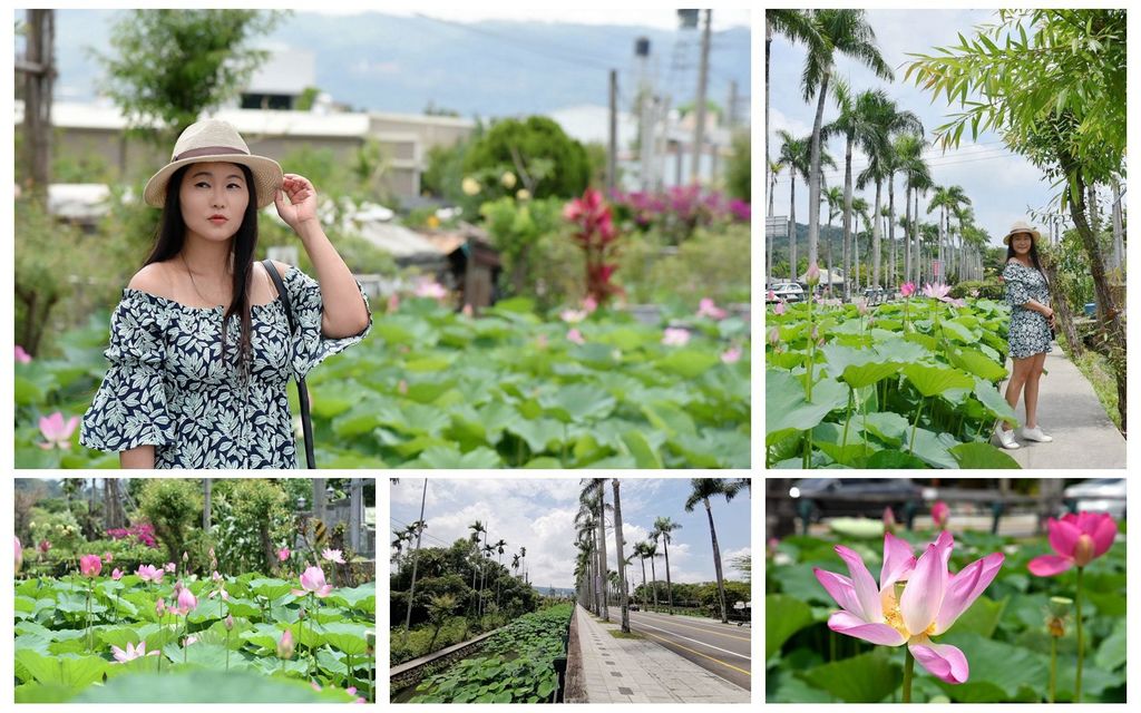 ,南投,中興新村,荷花季,賞荷景點,