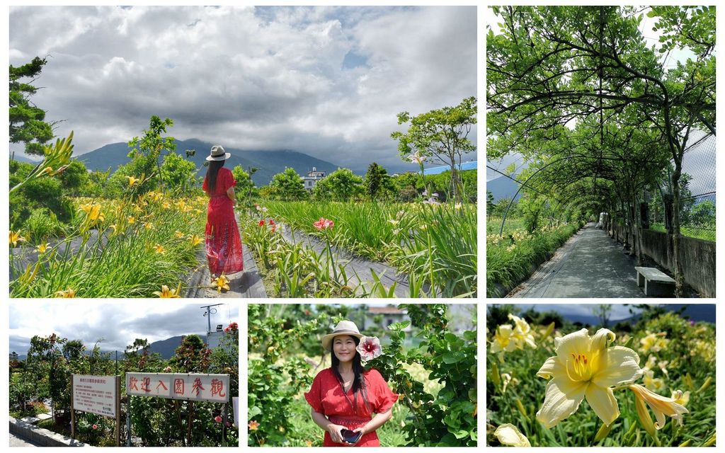 │花蓮。吉安鄉│嘉德萱草花田/嘉德花田/花蓮最美平地金針花海 (花況109/05/15)